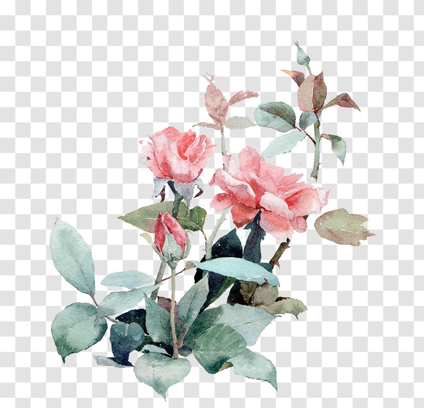 Watercolor Painting Beach Rose Illustration - Camellia - Vector Painted Plant Transparent PNG