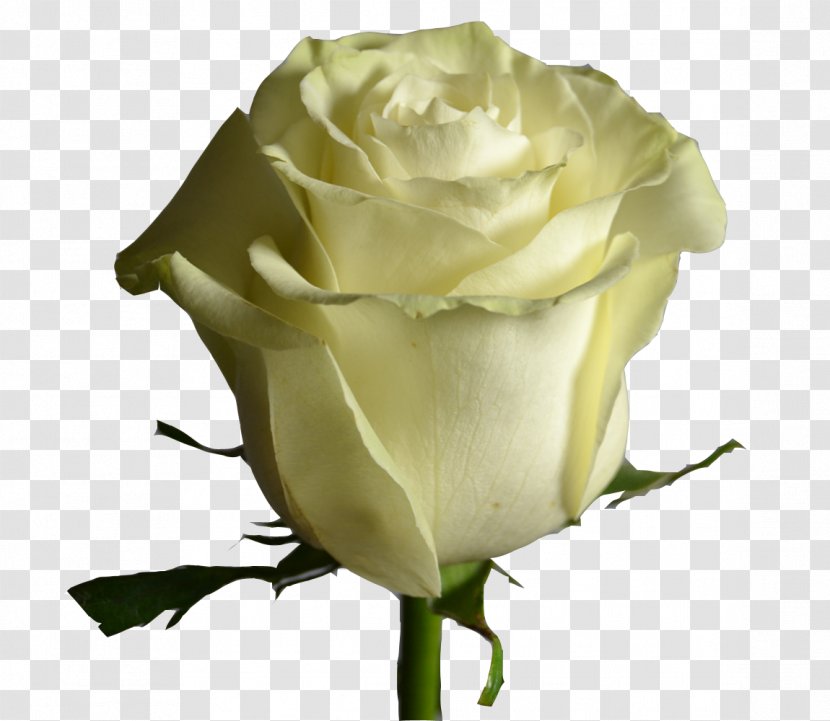 Garden Roses Cabbage Rose Floribunda Cut Flowers - Rosa Centifolia - Creamy Mondial Transparent PNG