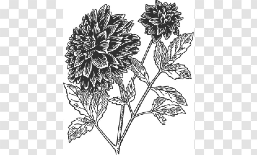 Dahlia Botany Drawing Clip Art - Monochrome Photography Transparent PNG