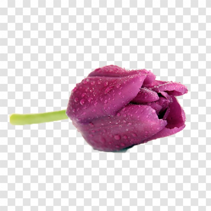 Tulip Flower - Magenta - Purple Picture Material Transparent PNG