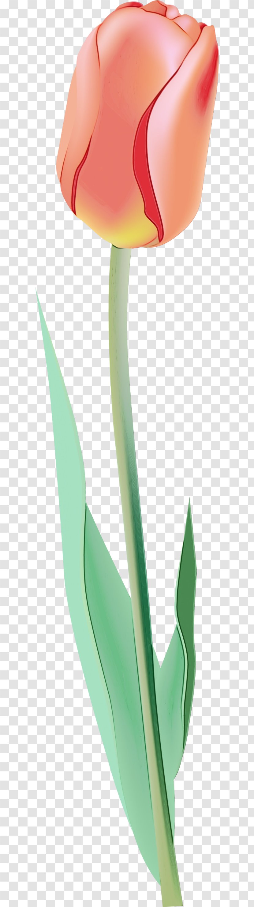 Green Leaf Plant Grass Stem - Perennial Flower Transparent PNG