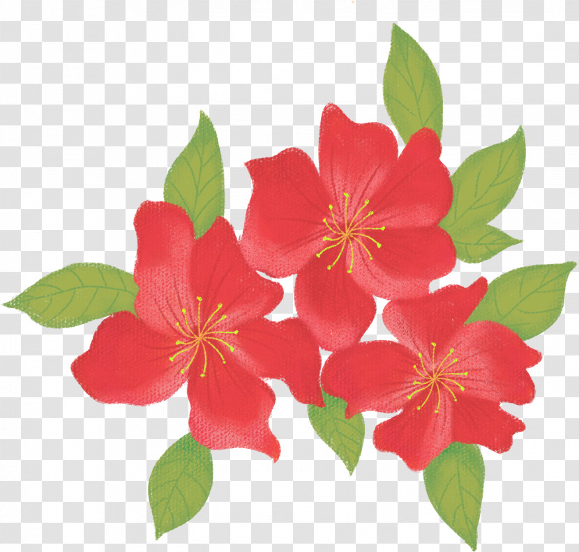 Flower Petal Plant Camellia Sasanqua Prickly Rose Transparent PNG