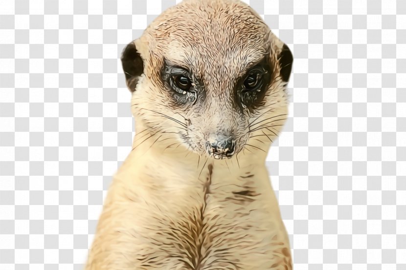 Meerkat Mongoose Wildlife Terrestrial Animal Whiskers - Watercolor - Fawn Viverridae Transparent PNG