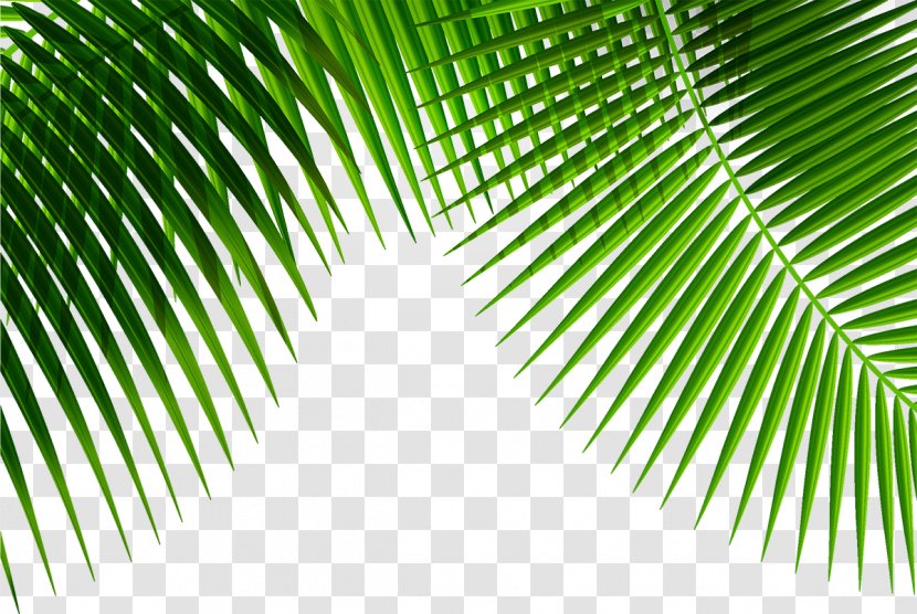 Leaf Plant - Coconut - Palm Transparent PNG