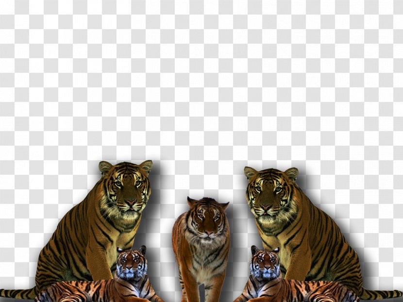 Desktop Wallpaper Download Display Resolution - Carnivoran - Tiger Transparent PNG