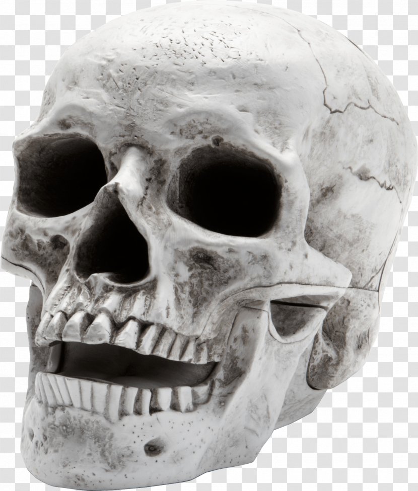 Skull Skeleton - Head - Scary Transparent PNG