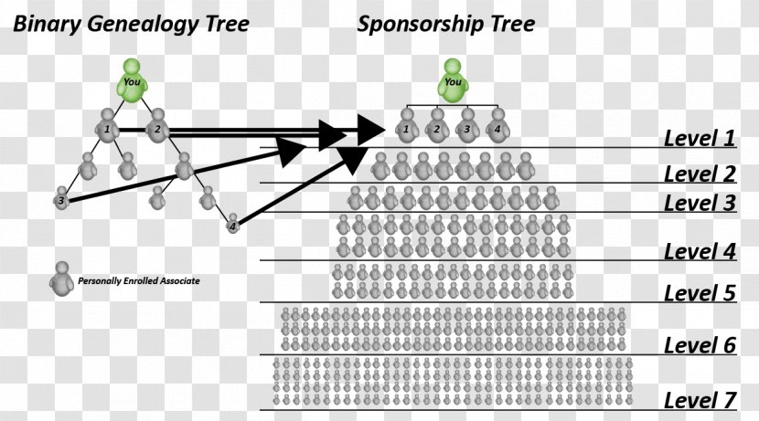 Multi-level Marketing Direct Selling Sales Party Plan - Diagram - Binary Tree Transparent PNG
