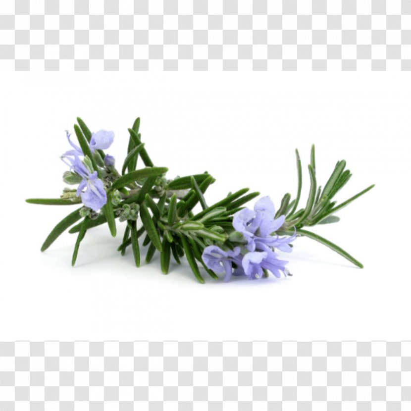 Rosemary Essential Oil Herb Carrier - Flower Transparent PNG