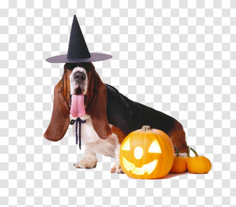 Basset Hound French Bulldog Puppy Halloween Costume - Dog Like Mammal - Witch Long-eared Transparent PNG