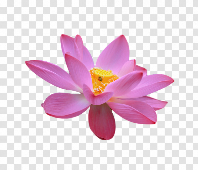 Sacred Lotus Lotus-m Transparent PNG