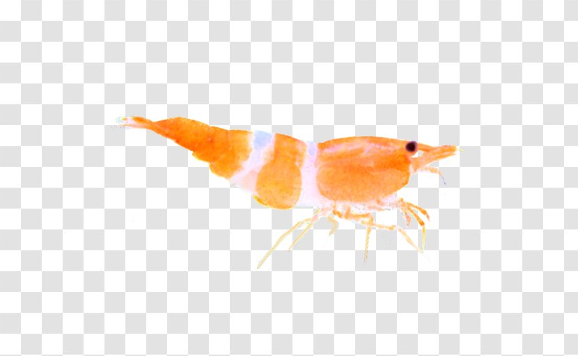 Siamese Fighting Fish Asia Marine Biology Suckermouth Catfish - Orange Sa Transparent PNG