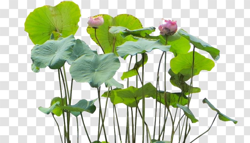 Nelumbo Nucifera Aquatic Plants Flower - Water - Plant Transparent PNG