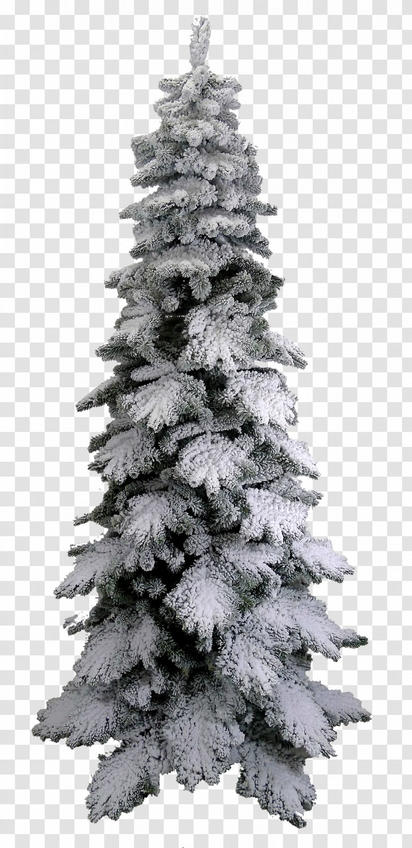 Spruce Tree - Snow Transparent PNG
