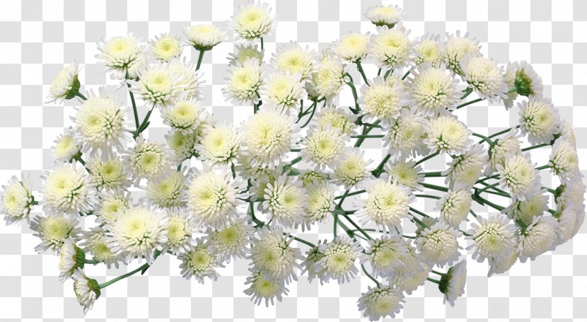 Chrysanthemum Flower Bouquet Garden Roses - Plant Transparent PNG
