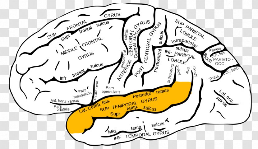 Inferior Frontal Gyrus Superior Lobe Middle - Frame - Brain Transparent PNG