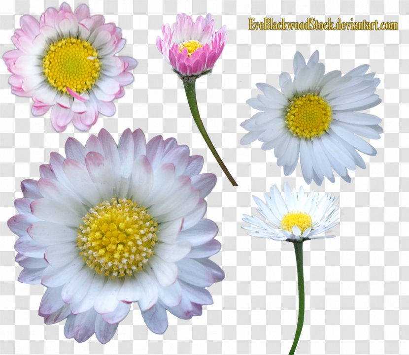 Common Daisy Clip Art - Flowering Plant - Cut Flowers Transparent PNG