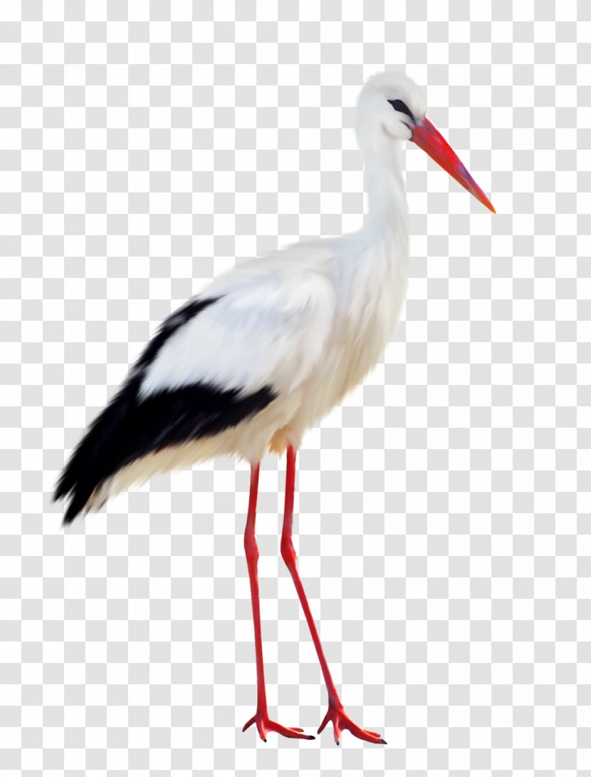 Bird Heron - Wing - Stork Transparent PNG