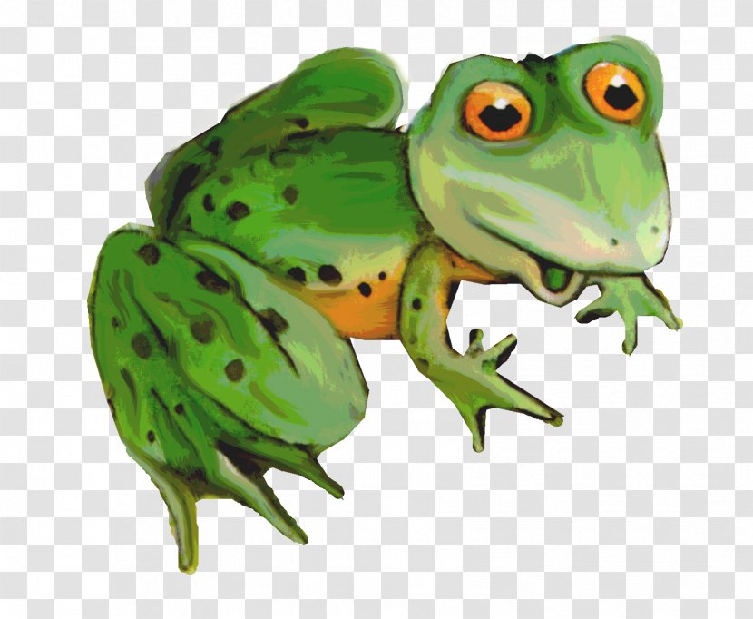American Bullfrog Toad Tree Frog True - Amphibian Transparent PNG
