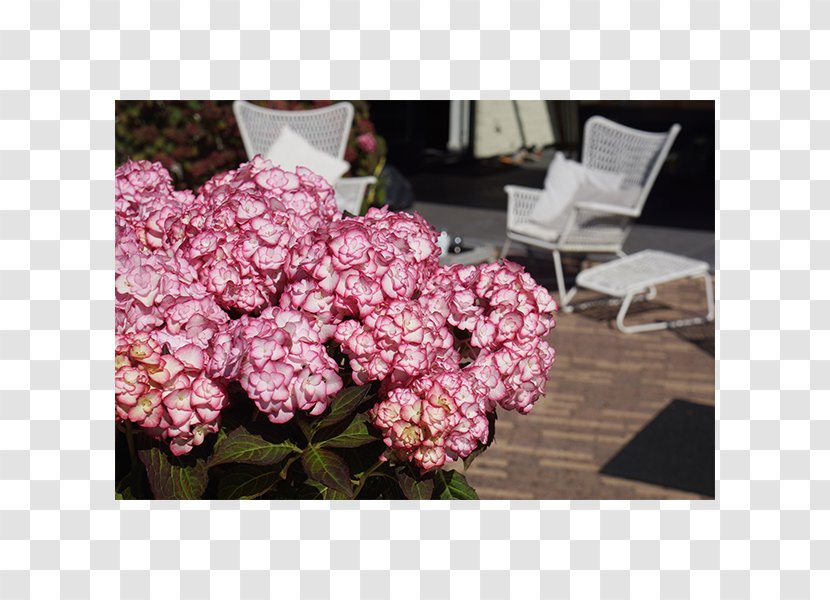 Chelsea Flower Show French Hydrangea Rose Garden Transparent PNG