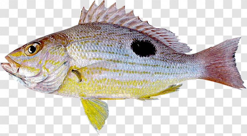 Northern Red Snapper Tilapia Lutjanus Guttatus Fish Erythropterus - Common Rudd - Peces Transparent PNG