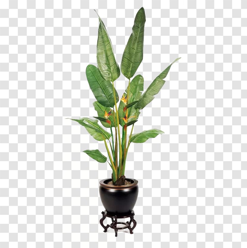 Houseplant Fiddle-leaf Fig - Plant Stem - Green Large Leaves Potted Buckle Transparent PNG