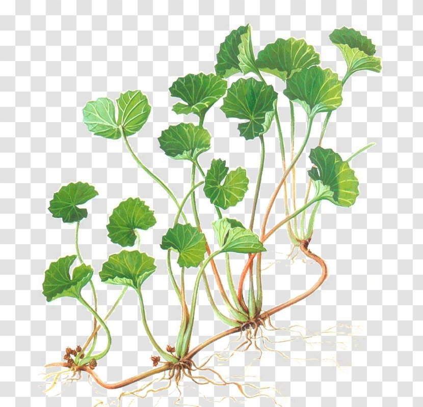 Centella Asiatica Herbalism Water Pennyworts Medicinal Plants - Extract Transparent PNG