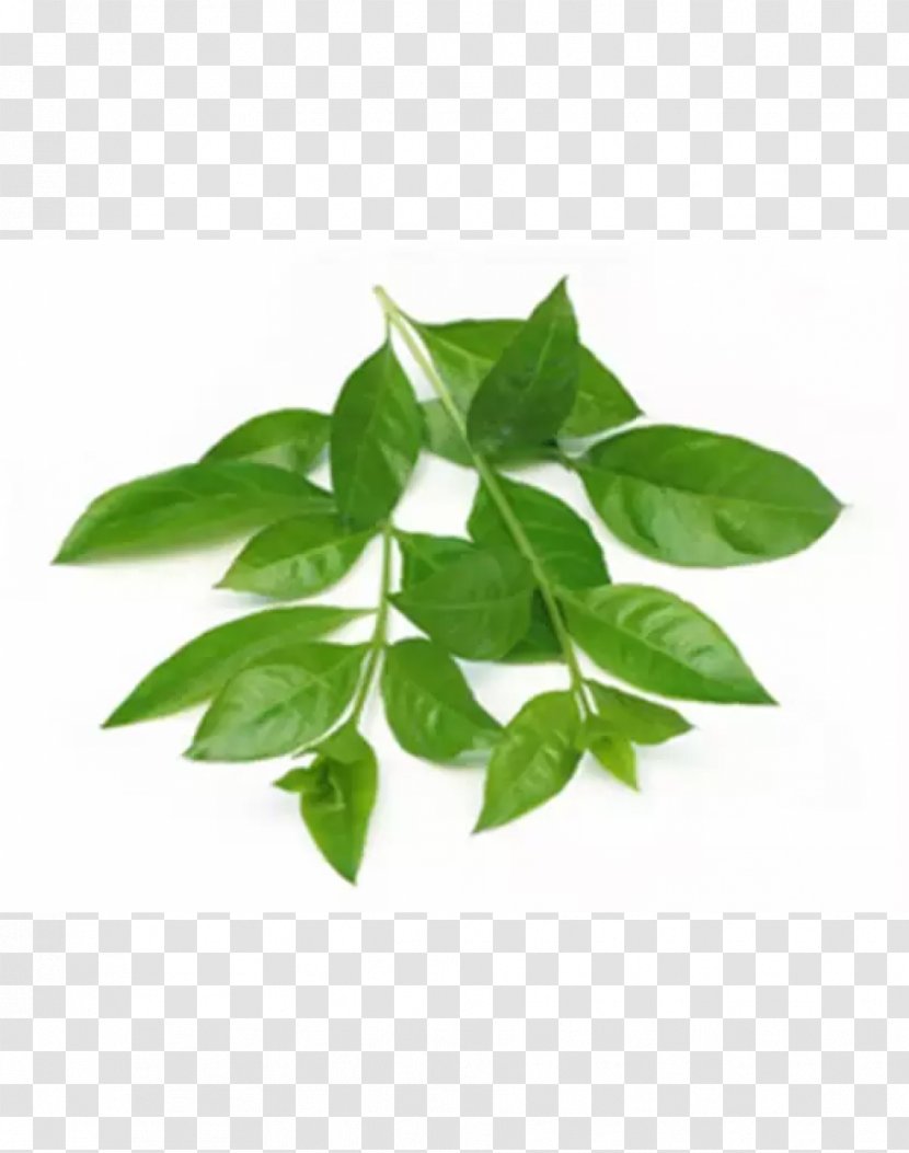 Henna Mehndi Leaf Sojat Abziehtattoo - Medicinal Plants Transparent PNG