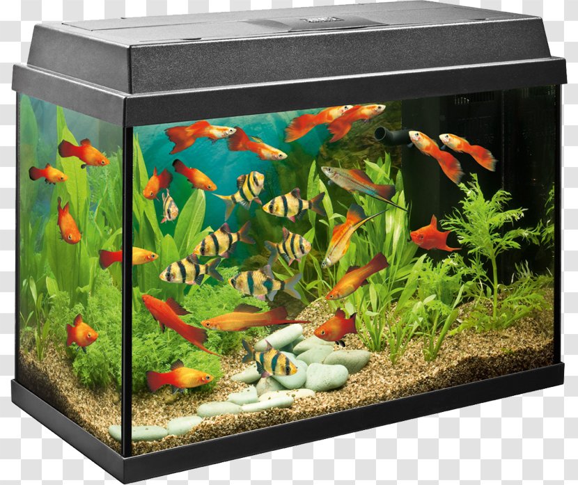 Tropical Aquariums Angelfish Filter Fishkeeping - Aquarium Lighting - Fashion Creative Home Transparent PNG