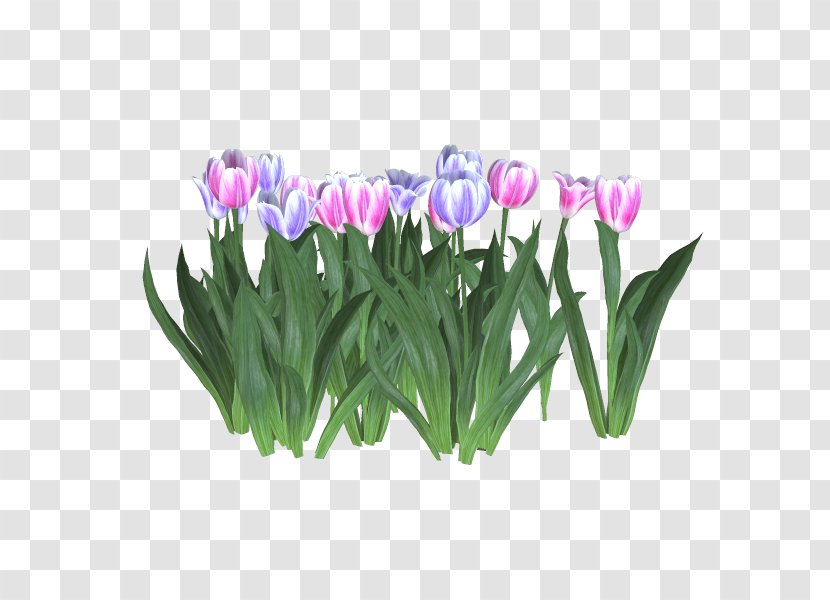 Tulip Cut Flowers Flowerpot Crocus - Lily Family - Planta Transparent PNG