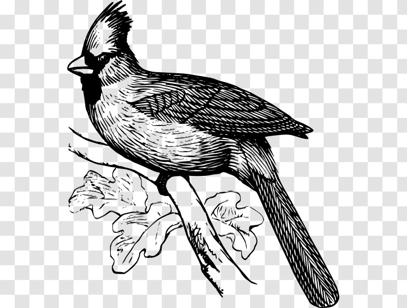 Coloring Book Northern Cardinal Bird Clip Art - Tree Transparent PNG