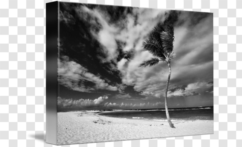 Paper Still Life Photography Picture Frames - Paradise Cove Beach Transparent PNG