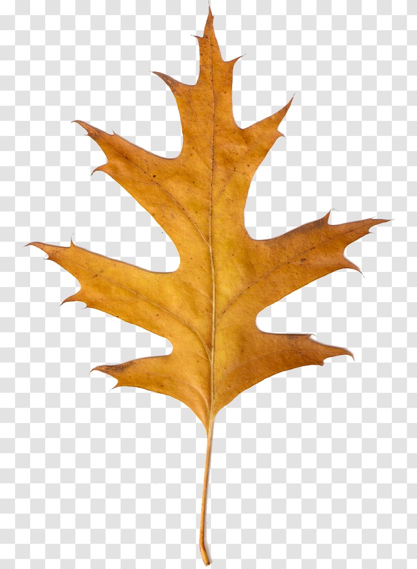 Maple Leaf LiveInternet Clip Art - Photoscape - Hitobashira Transparent PNG