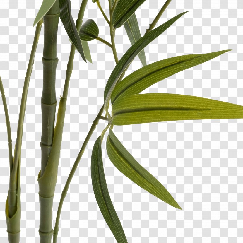 Bambou Artificiel H150cm Plant Stem Plants Vase - Eucalyptus Transparent PNG