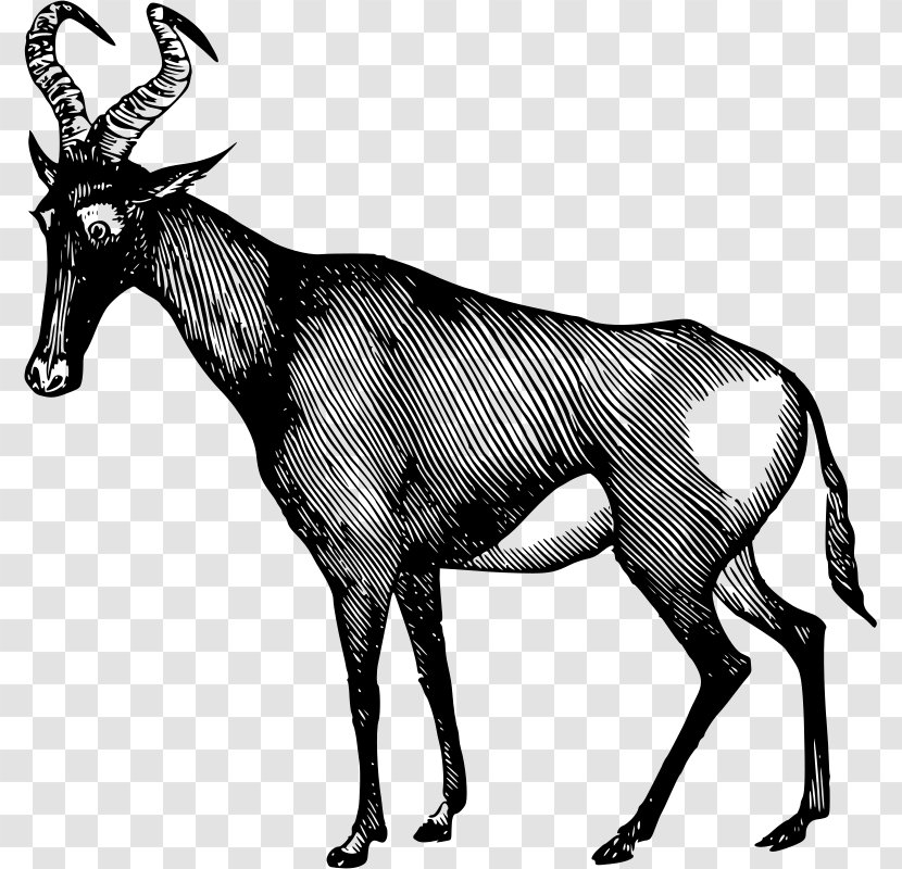 Antelope Gemsbok Horn Clip Art - Wildlife Transparent PNG