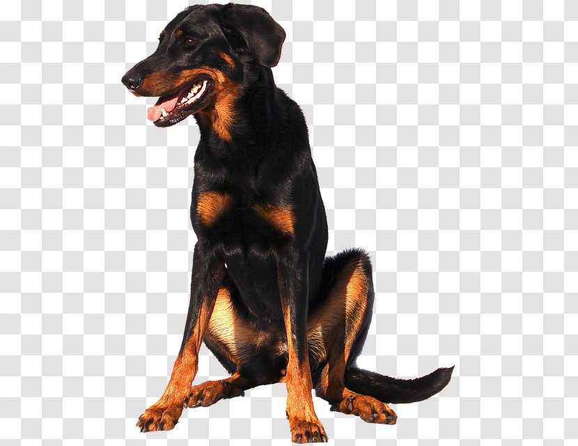 Rottweiler Beauceron Dobermann Huntaway Austrian Black And Tan Hound - Vulnerable Native Breeds - Cat Transparent PNG