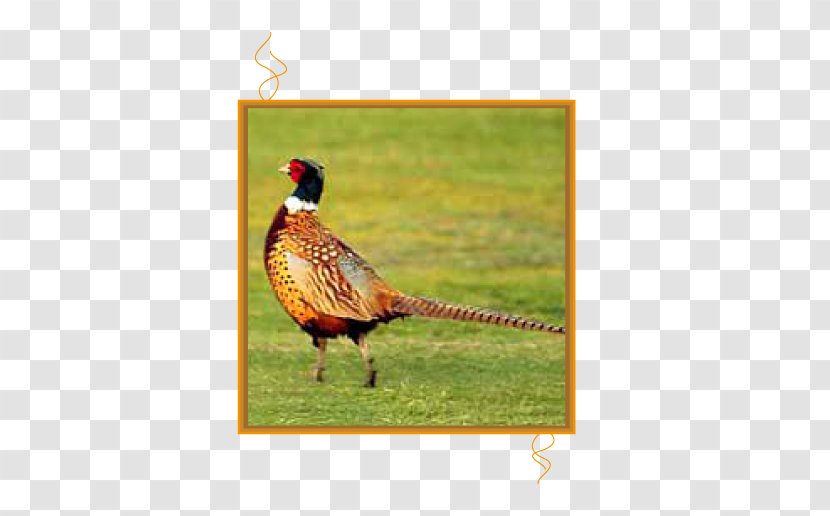 Bird Ring-necked Pheasant Partridge Chicken - Spaniel Transparent PNG