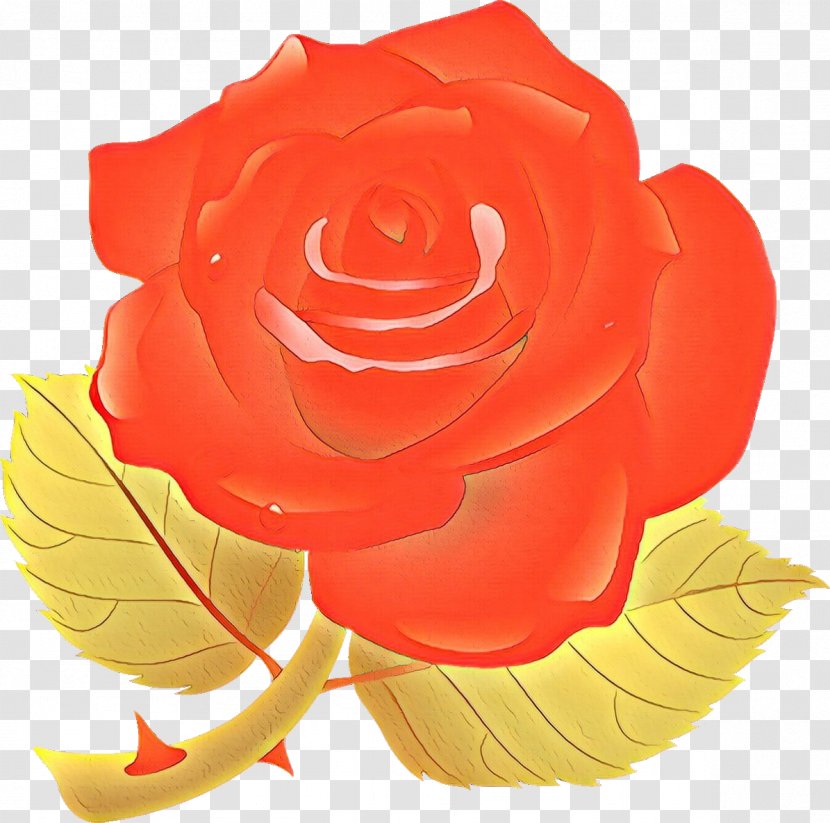 Vector Graphics Clip Art Illustration Rose - Camellia - Peach Transparent PNG