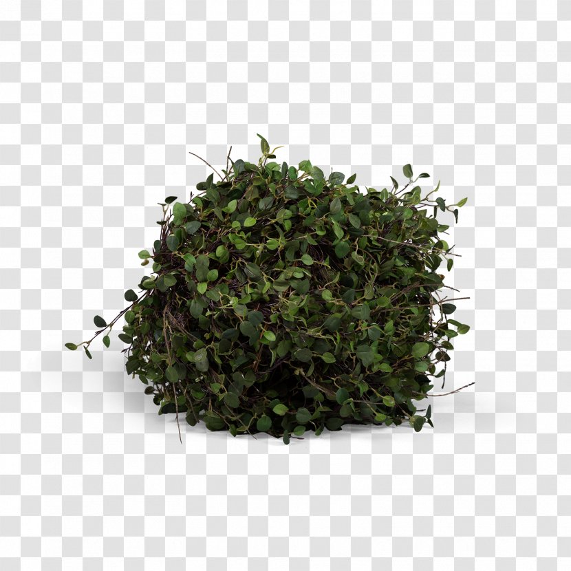 Tree Shrub Herb Plant Transparent PNG