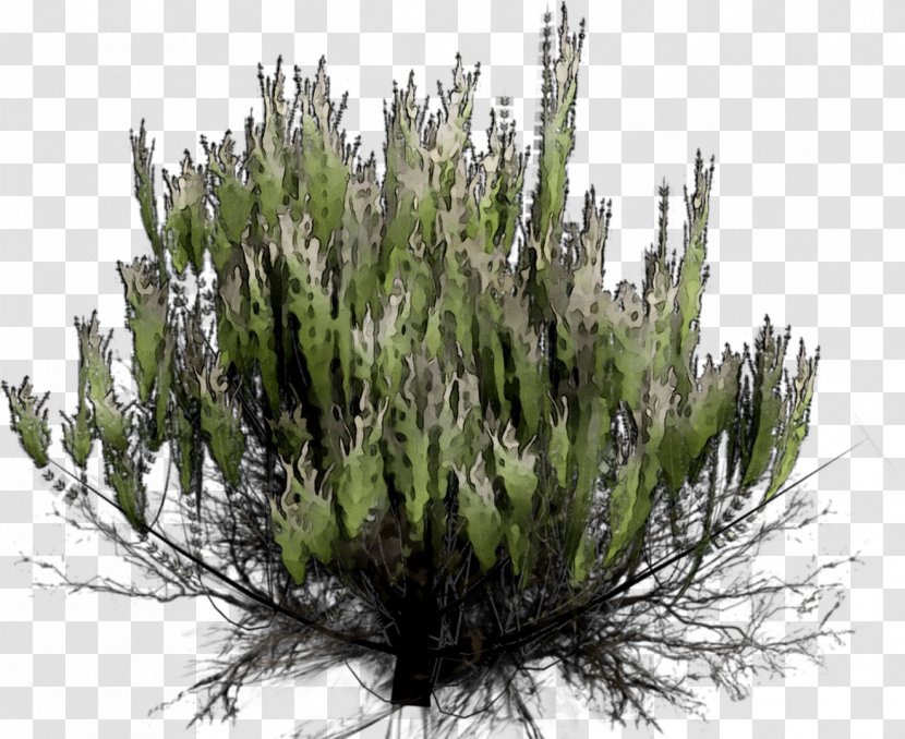 Biome Cupressus Shrub Cupressaceae - Shortleaf Black Spruce - Grass Transparent PNG