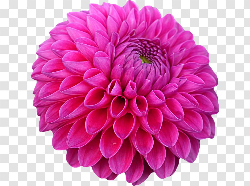 Dahlia Stock Photography Royalty-free Image - Chrysanths - Chrysanthemums Outline Transparent PNG