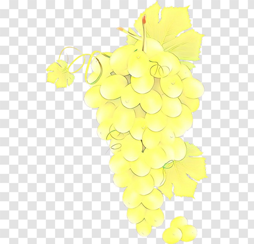 Floral Leaves - Grapevine Family - Grape Sultana Transparent PNG
