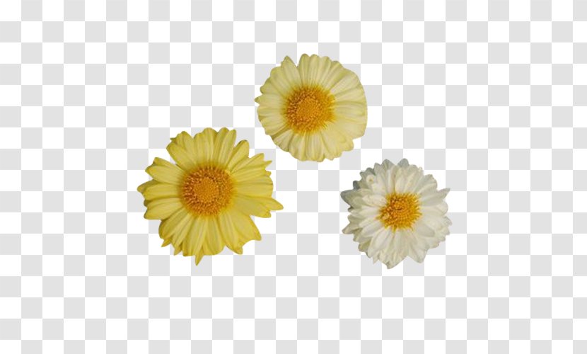 Chrysanthemum Xd7grandiflorum Clip Art - Calendula Officinalis - Three Yellow Picture Material Transparent PNG