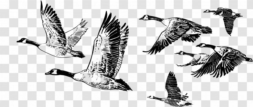 Canada Goose Bird Duck Mallard - Waterfowl Transparent PNG