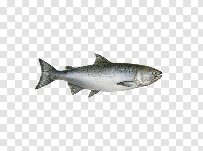 Chinook Salmon Sushi Fish Chum - Food Transparent PNG