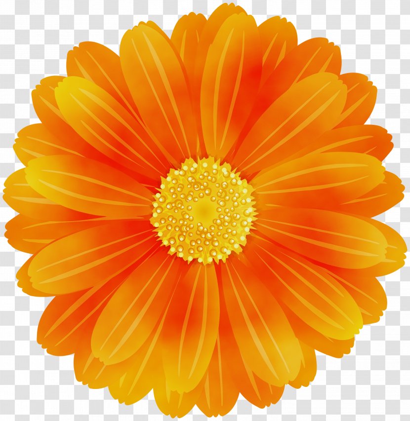 Flowers Background - Calendula - Perennial Plant Asterales Transparent PNG