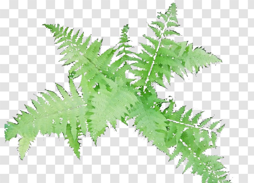 Fern - Watercolor - Herbaceous Plant Tree Transparent PNG