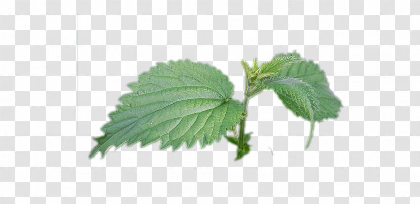 Common Nettle Beefsteak Plant Clipping Path Weeping Fig - Perilla Transparent PNG