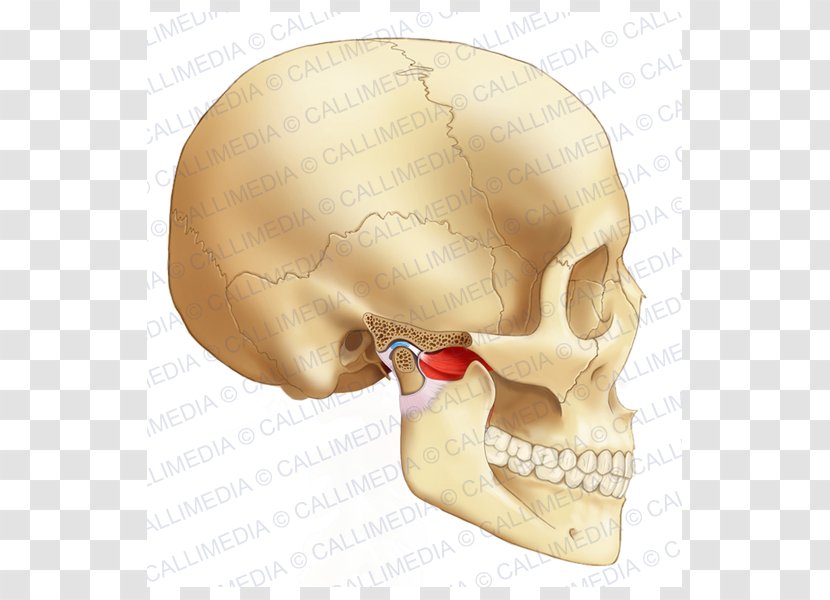Temporomandibular Joint Bone Head Human Body - Alaleuanluu - Nose Transparent PNG