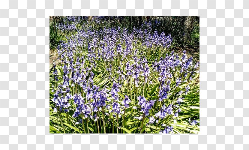 English Lavender Hyacinth - Bluebells Transparent PNG