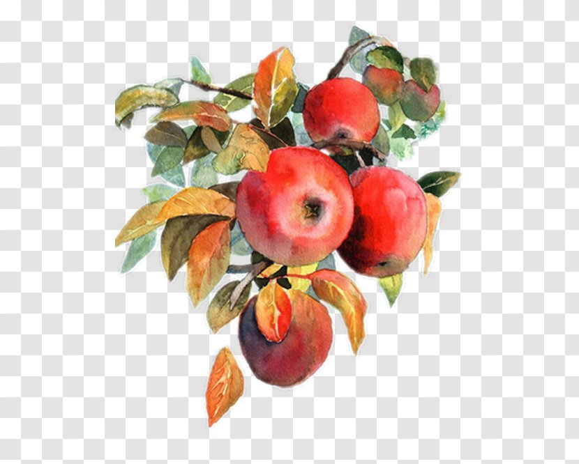 Apple Watercolor Painting Fruit Transparent PNG